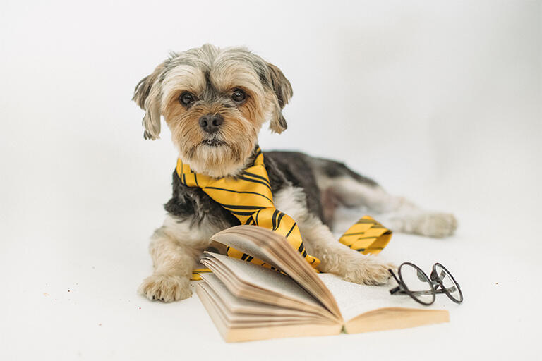 A little dog looks at the camera, dressed in a large gold tie, with an open book at his feet and reading glasses beside him. 