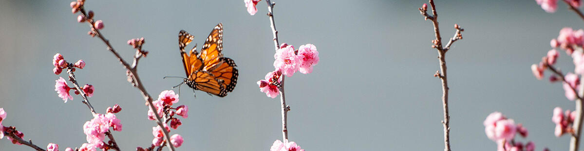 Monarch butterfly on a branch of cherry blossoms