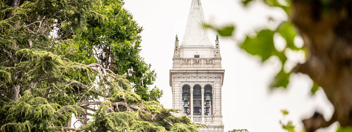 The bells of the Campanile can be seen in the tower behind a thick evergreen tree.