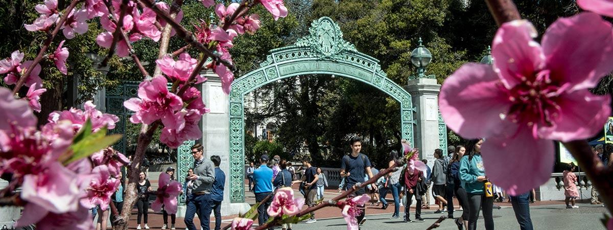 Students walk through Sather Gate surrounded by pink flowers in bloom.