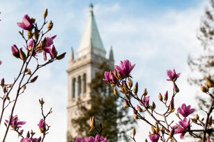 Magnolia flowers in the foreground, the Campanile in the background