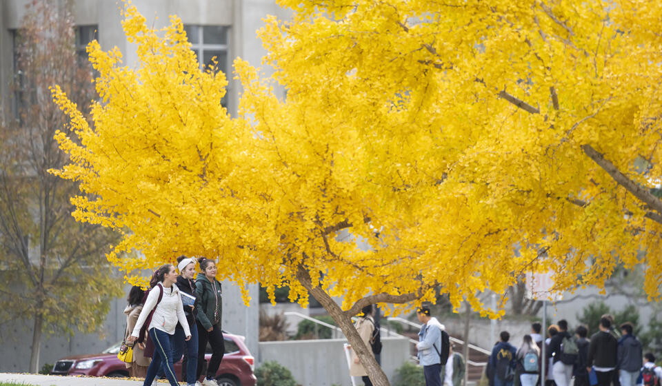 Students walk by a tree with golden leaves.
